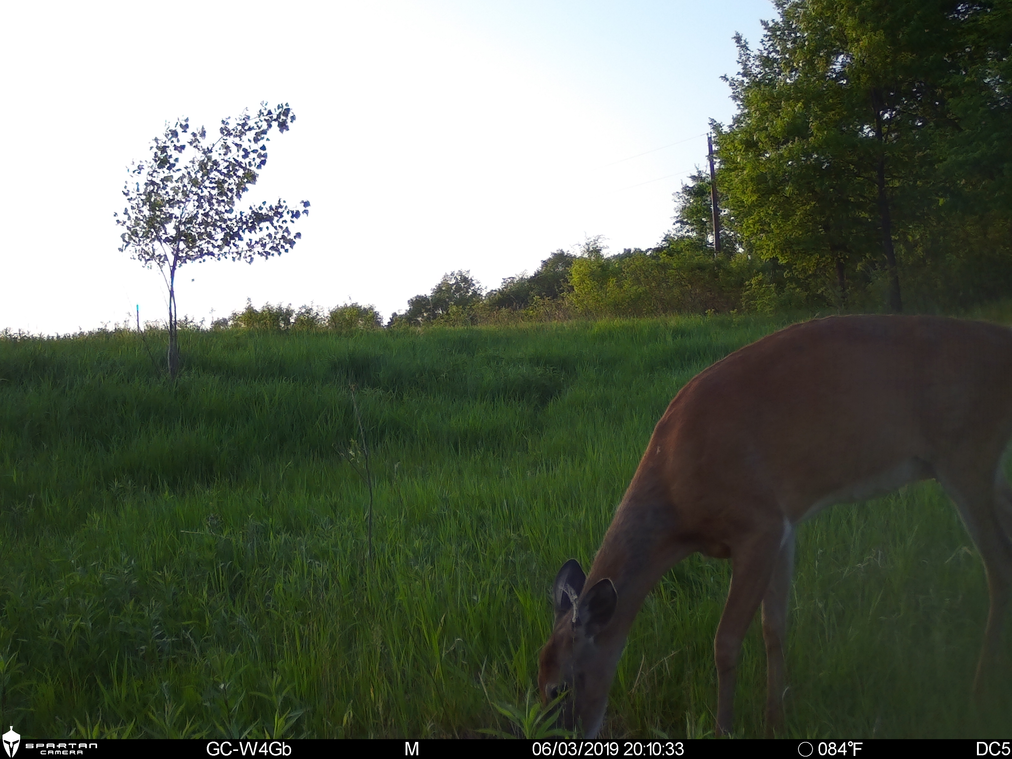 Daytime Picture Taken with the Spartan Ghost Trail Camera