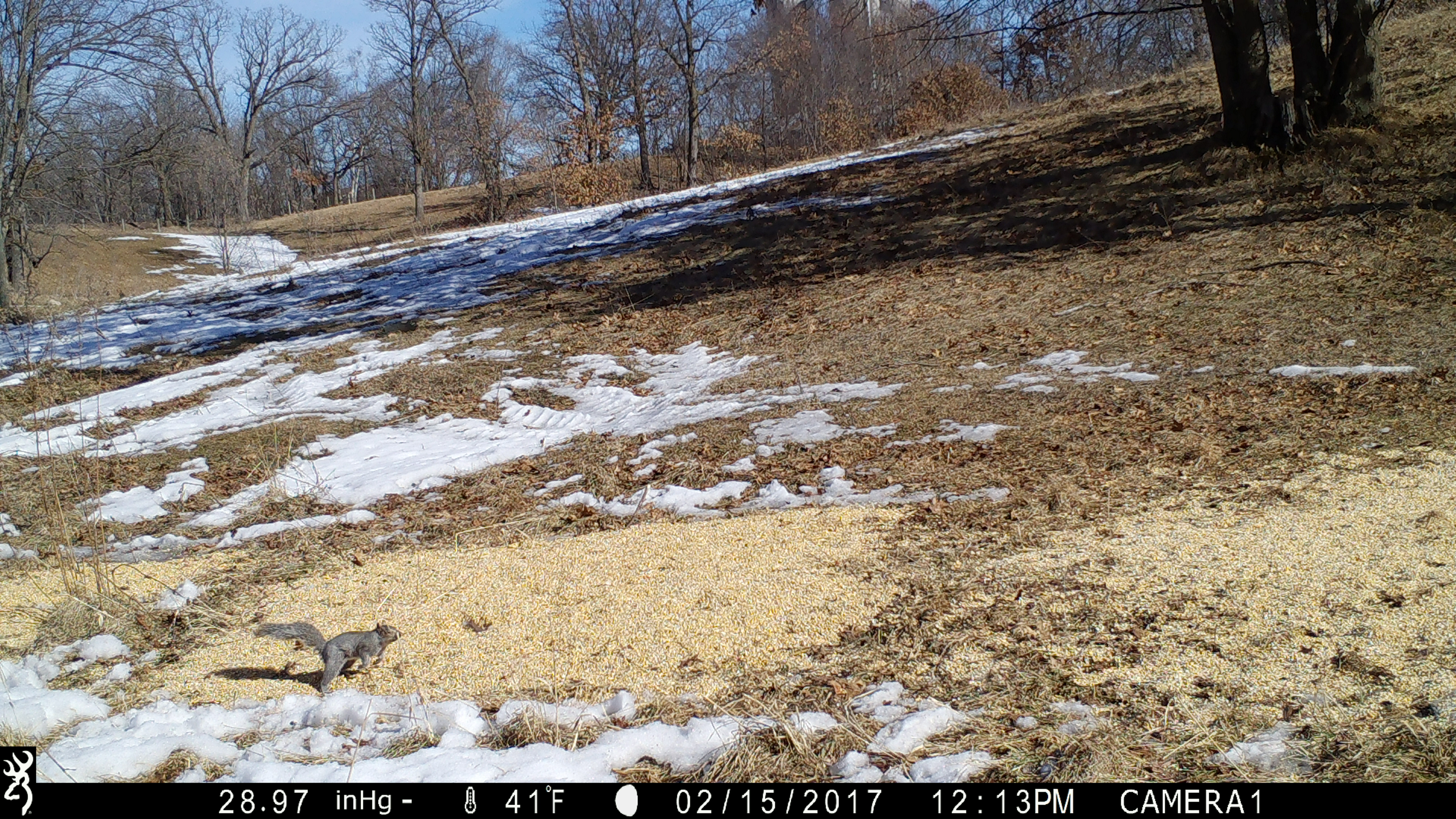 Browning Trail Camera Spec Ops Extreme FHD - Daytime Pic Of Squirrel